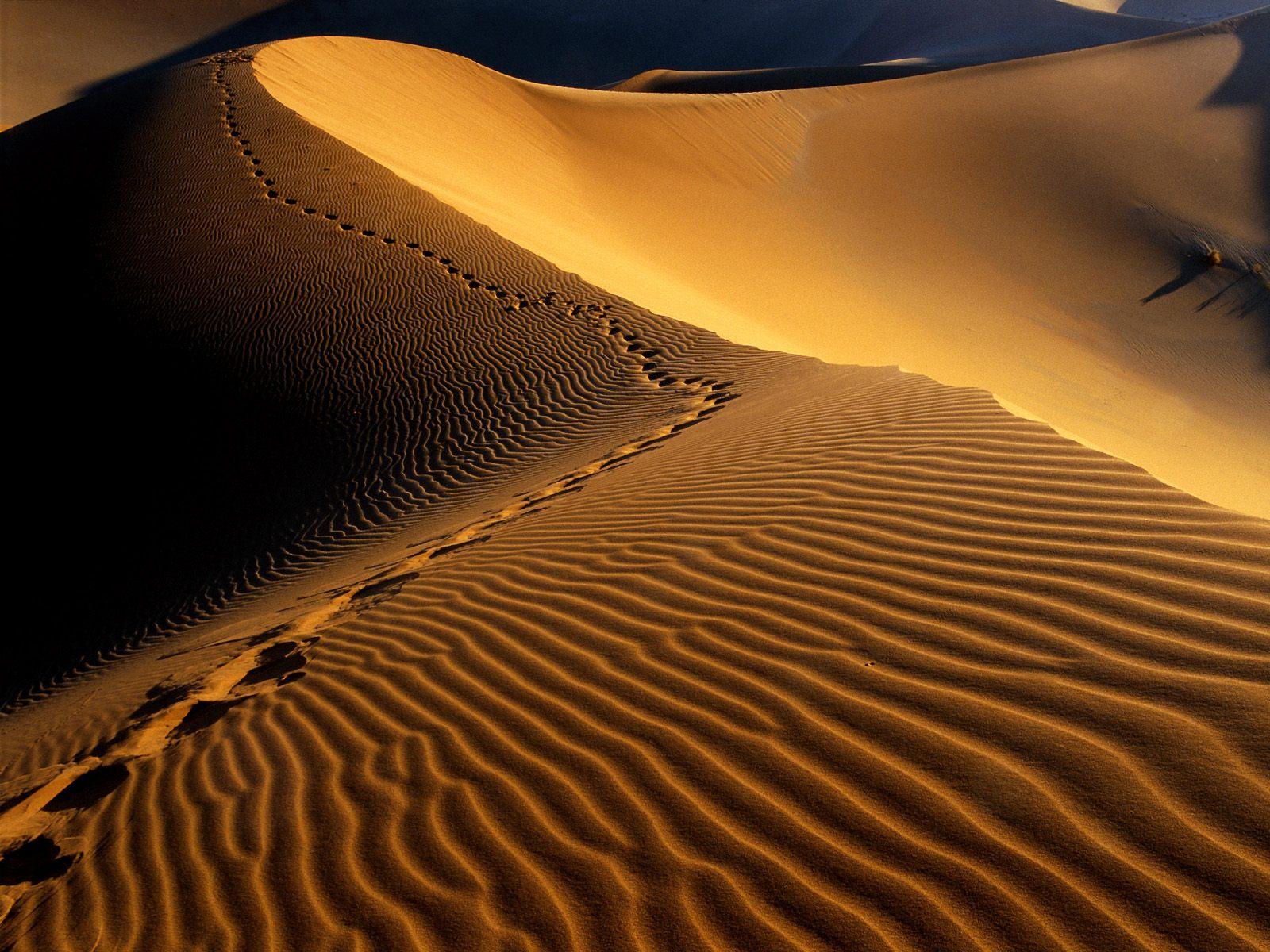 Sanddune