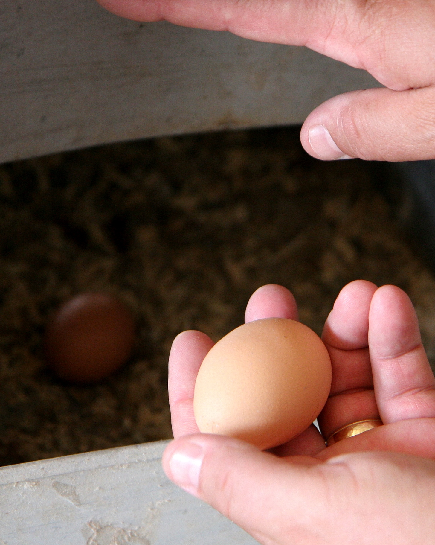 Egg