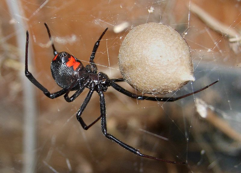 A Black Widow.
