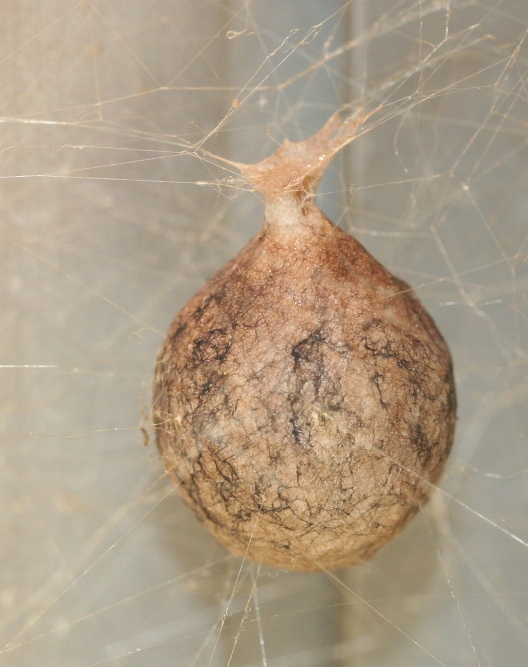 Spider egg sac mason farm 111407