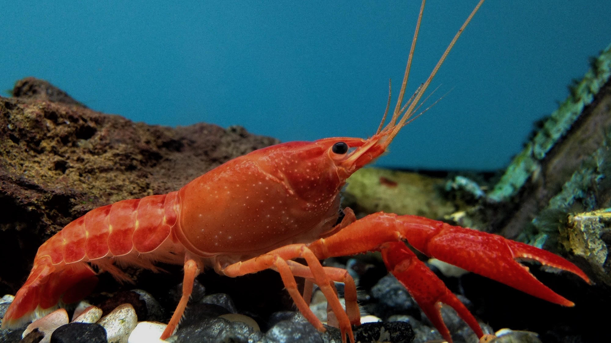 RockyTheLobster