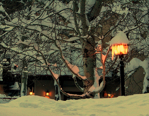 Winter Night in a Park