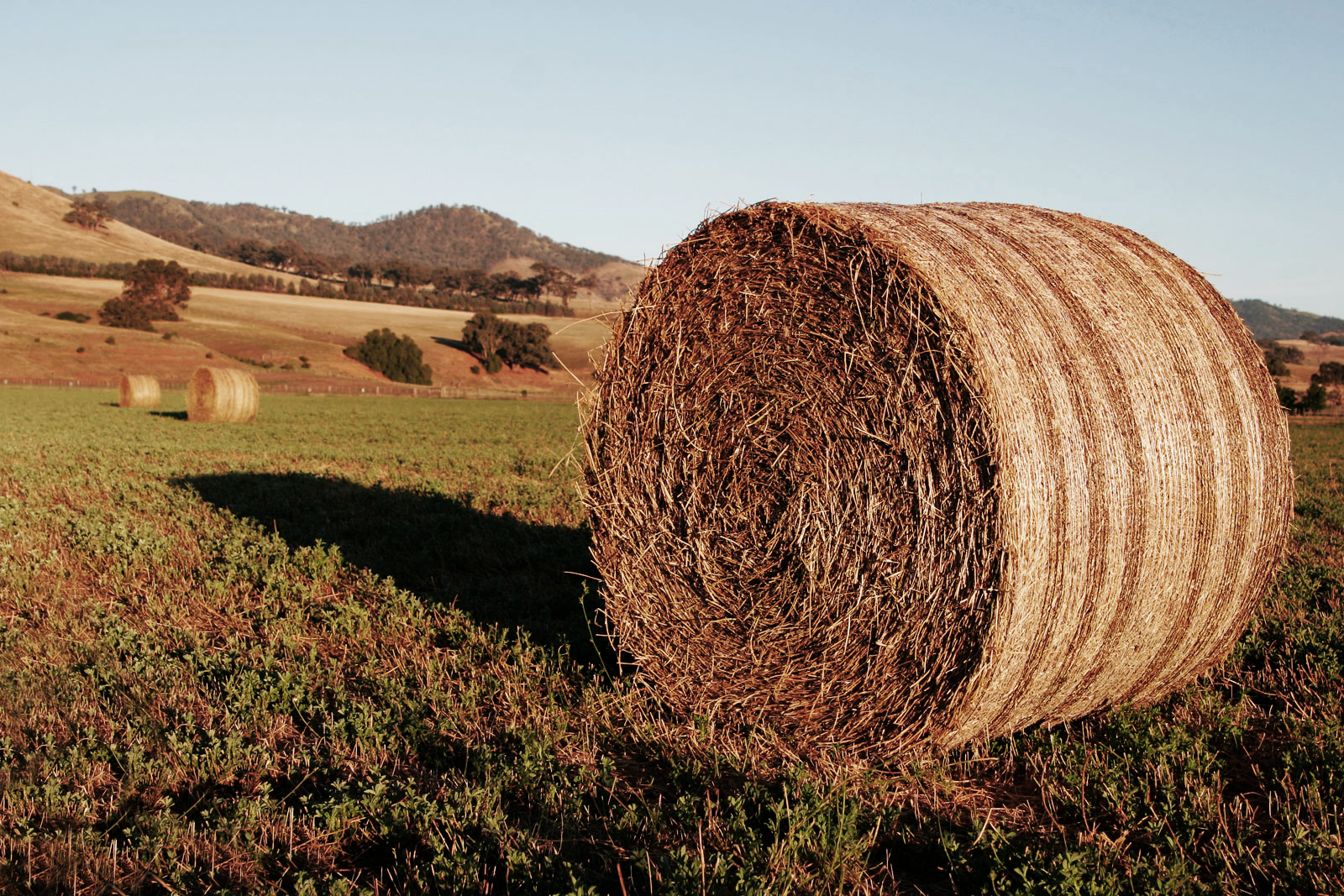 Hay