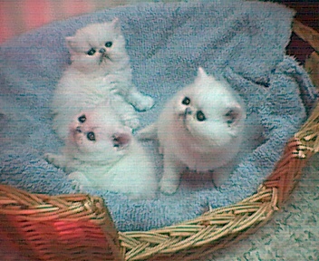 Persian kittens 44