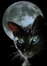 Cat1