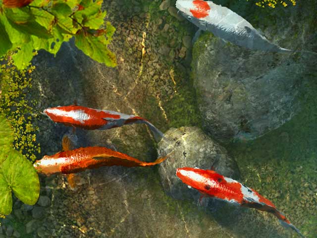 Fishmirror