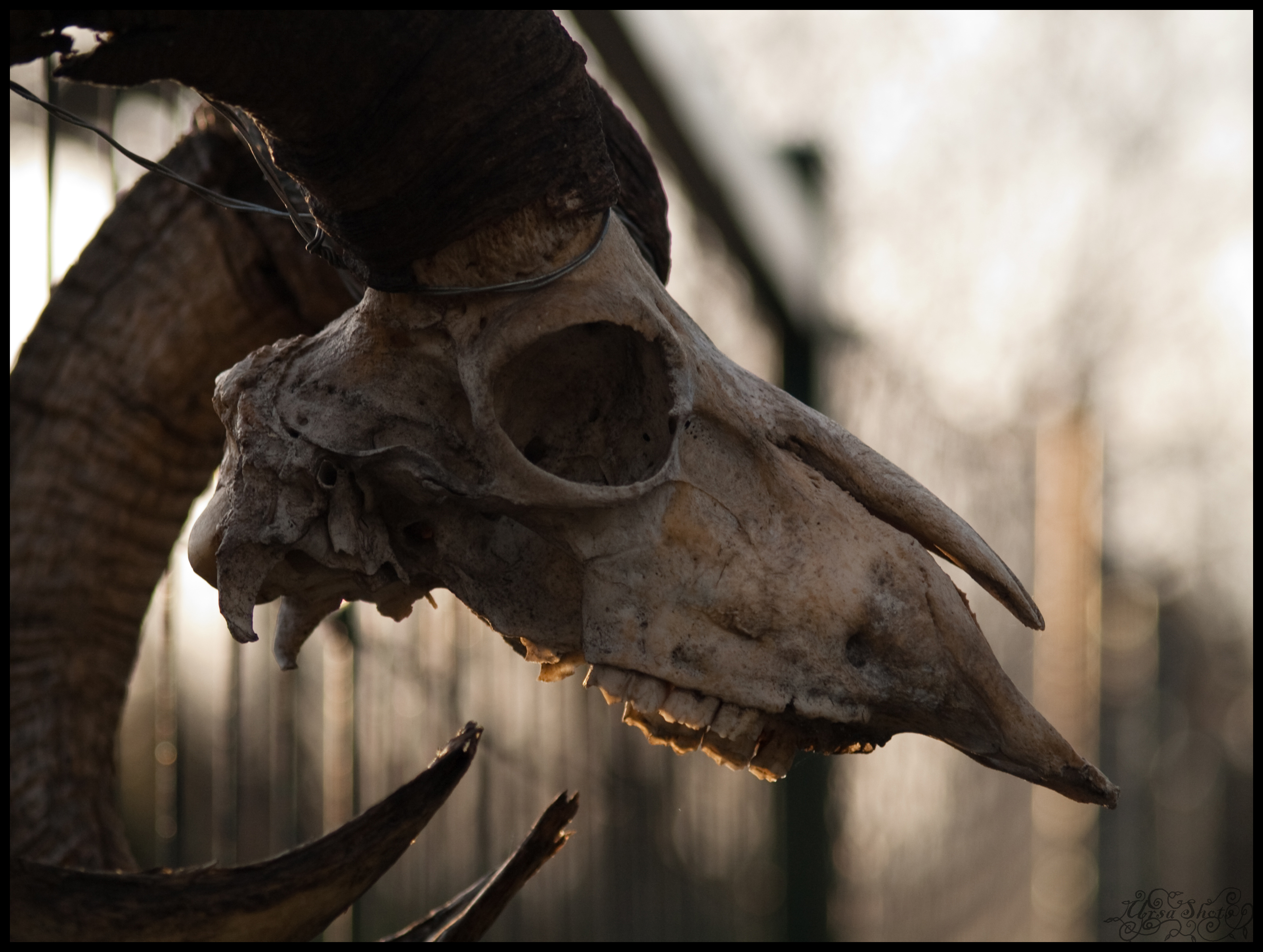 What the mask looked like.