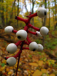 Actaea Pachypoda