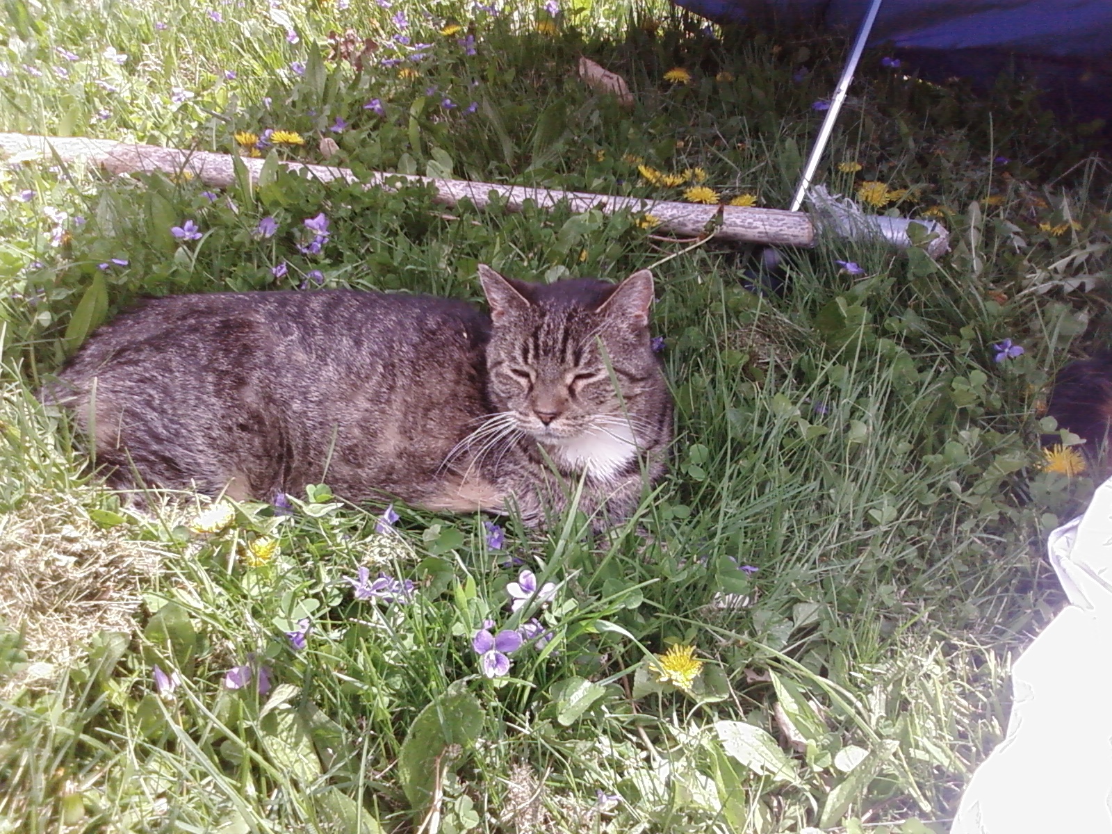 A picture of Sox.
