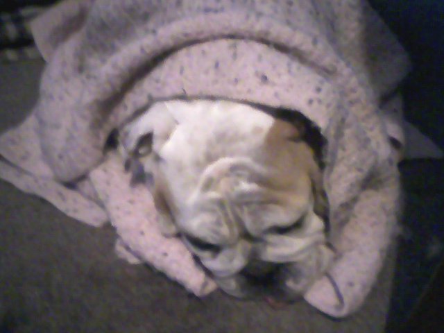 Piggy sick