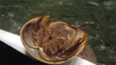 Xiphosura.gif