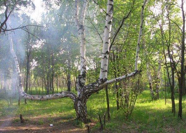 PyanayaRoscha02.jpg