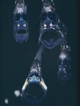 Hatchetfish 2.jpg