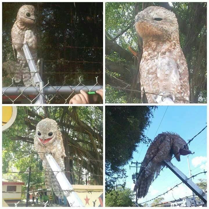 Creepy bird.jpg