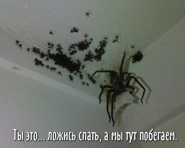 Spiders (2).jpeg