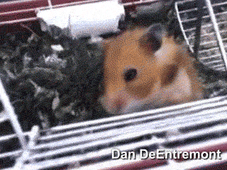 Hamster.gif