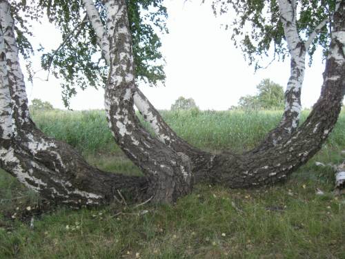 PyanayaRoscha04.jpg