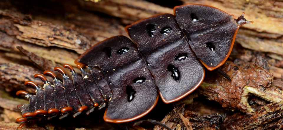 Platerodrilus.jpg
