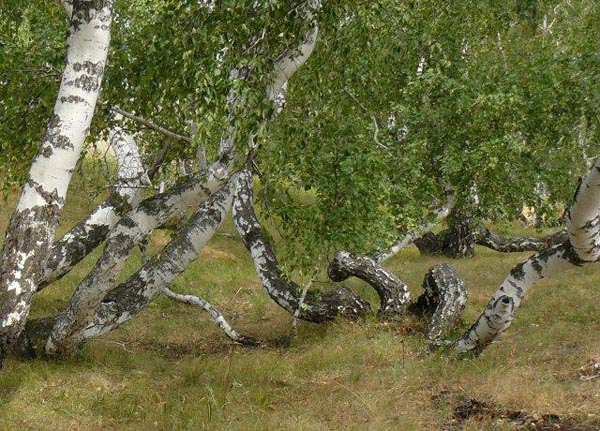 PyanayaRoscha01.jpg