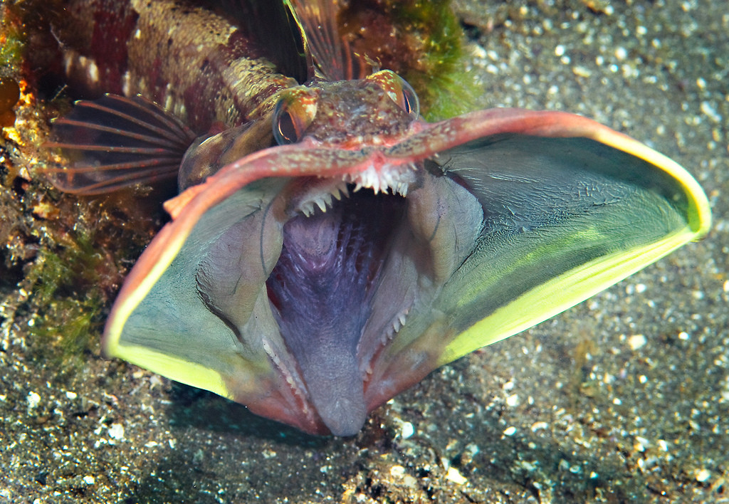 Neoclinus blanchardi.jpg
