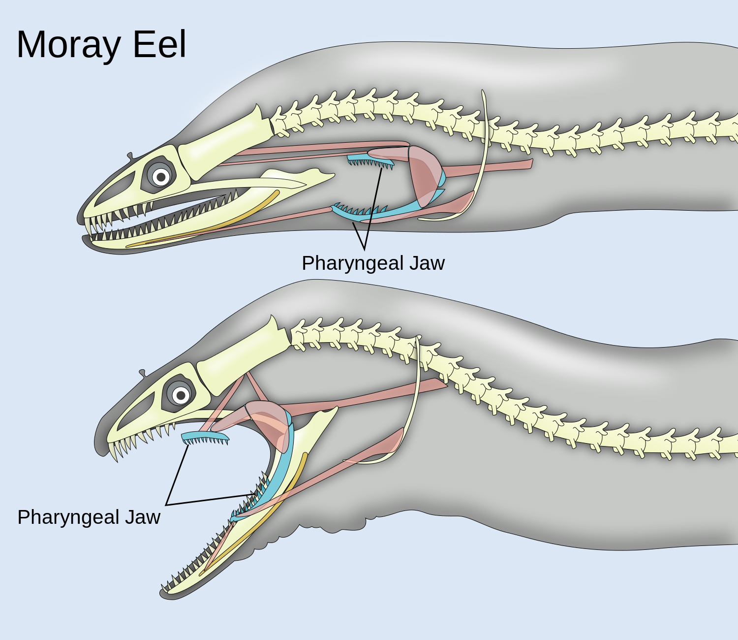 Pharyngeal jaws of moray eels.jpg
