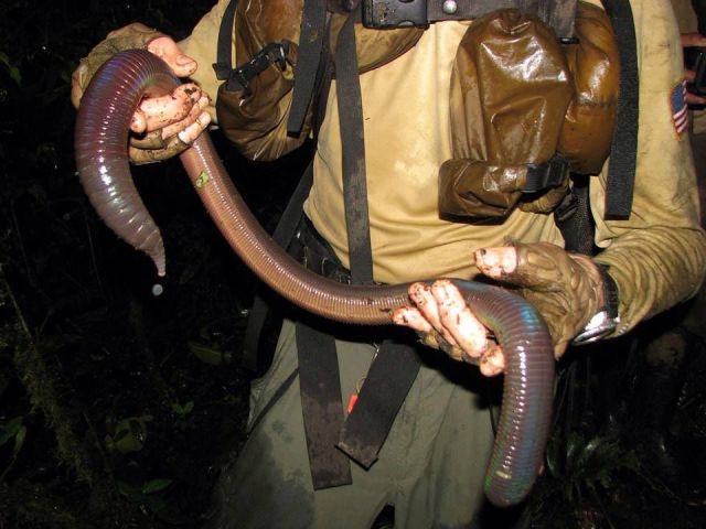Worm (2).jpg
