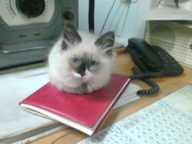 Котенок на фоне прибора ИВО.jpg