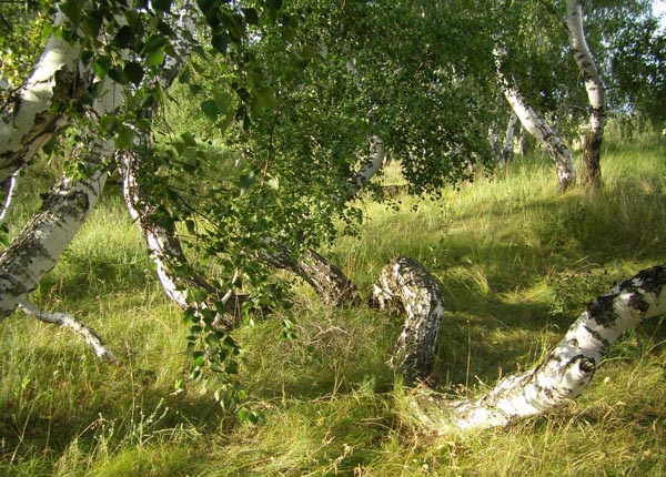 PyanayaRoscha05.jpg