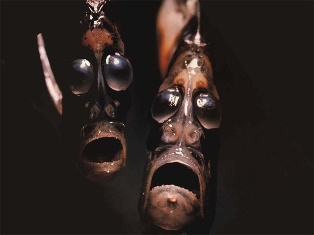 Hatchetfish.jpg
