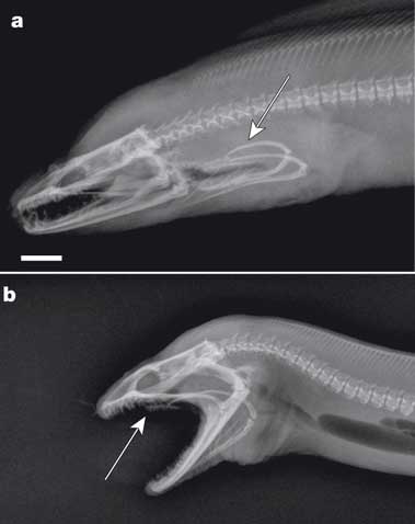 Moray xray.jpg