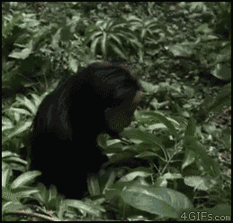 Kripota.gif