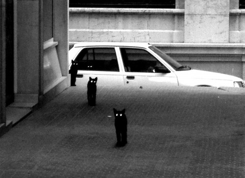 ScaryCats.jpg