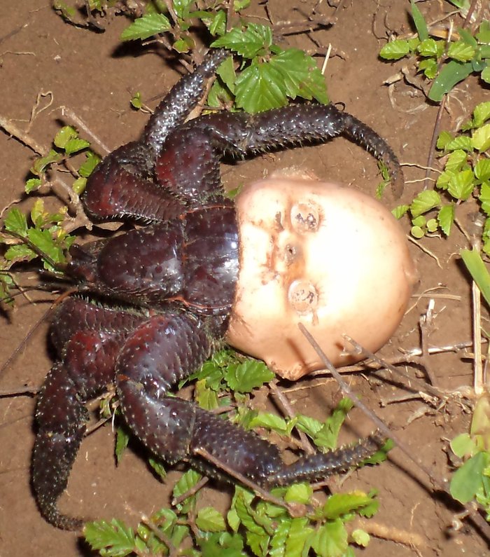 Krabe.jpg