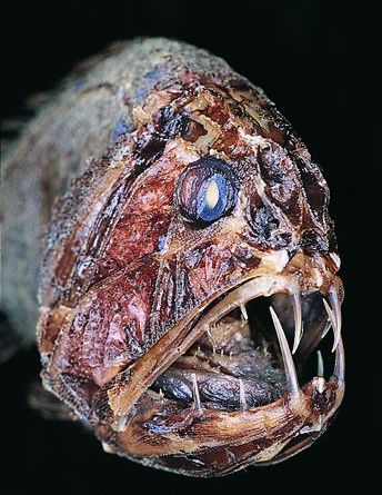 Deepfish.jpg