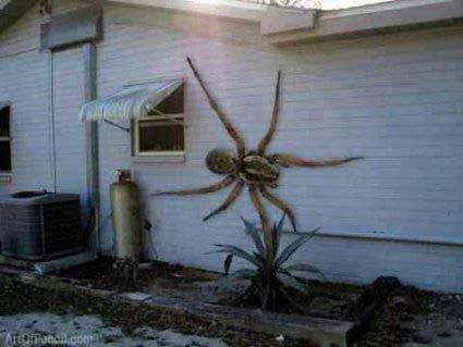Angolan witch spider.jpg