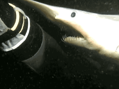 Goblin shark.gif