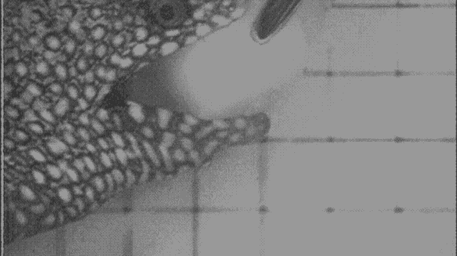 Moray-feeding.gif