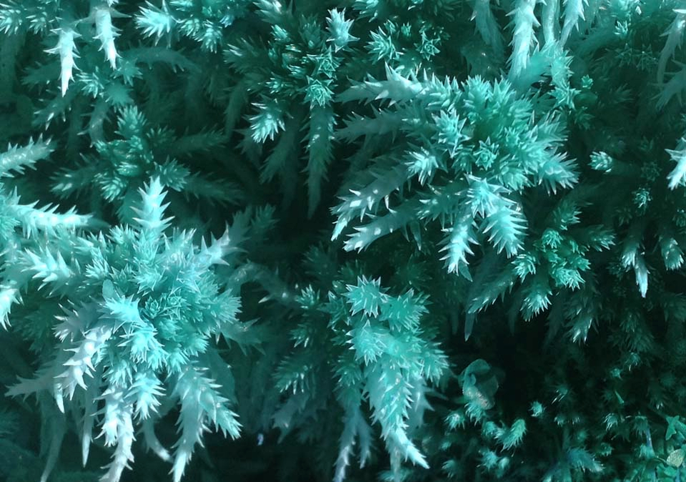 Sphagnum mshets.jpg
