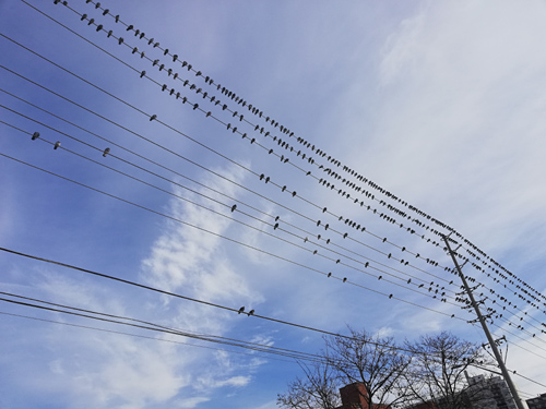 Birds.jpg