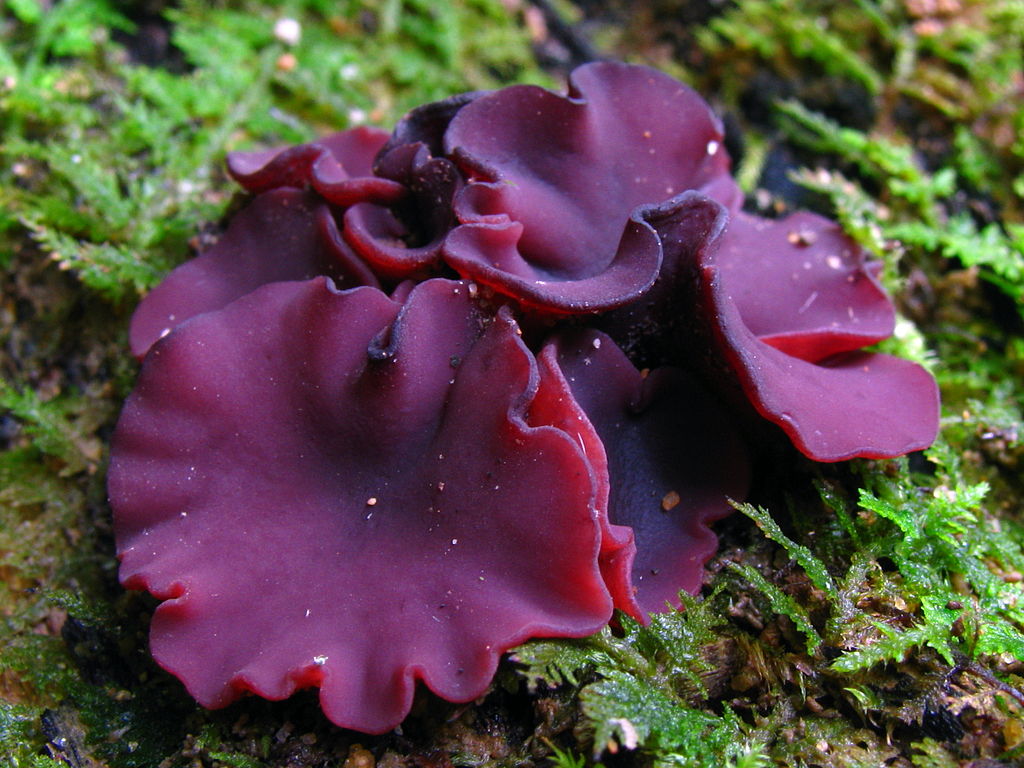 fungus.jpg