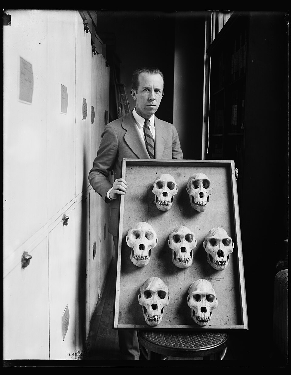 A black-and-white image of a scientist in a museum archive posing with a collection of seven ape skulls, mounted in a hexagon on a shelf or display board. He is wearing a suit and staring intensely at the camera.