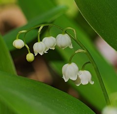 lily