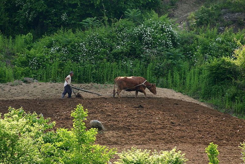 800px-Korea-Yecheon_County-Gigokri-A_old_farmer_plowing_a_field_with_a_cow.jpg