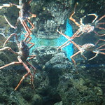 crab-lord.jpg