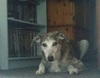dog2.jpg