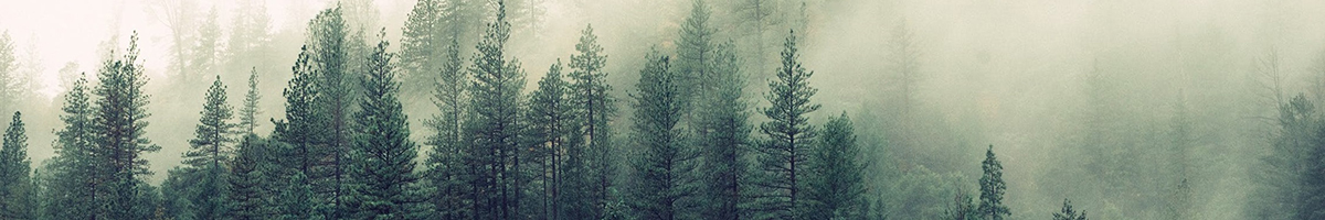 forestsmall.jpg