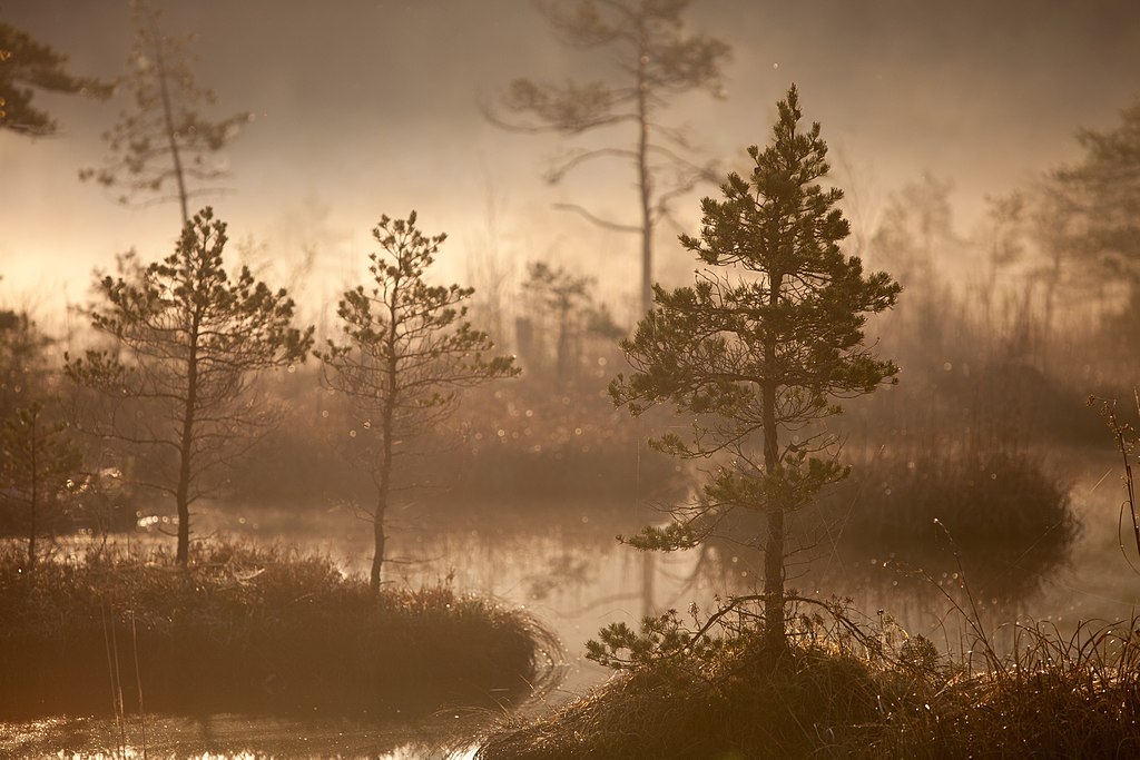 swamp.jpeg