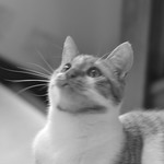 fancy-cat.jpg