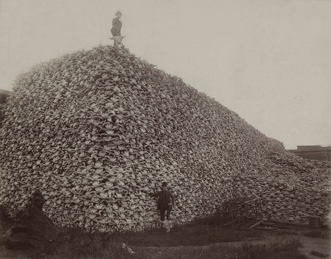 Bison.jpg