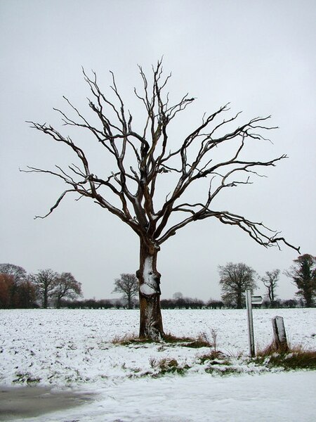 deadtree.jpg